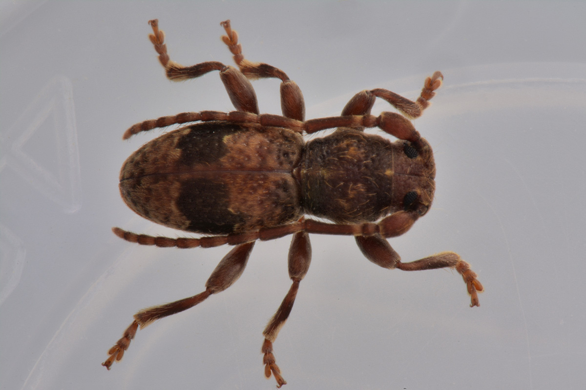 Cerambycidae: Parmena unifasciata